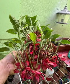 Red Ginger Live Plant - Alpinia Purpurata Tropical Houseplant - Image 6