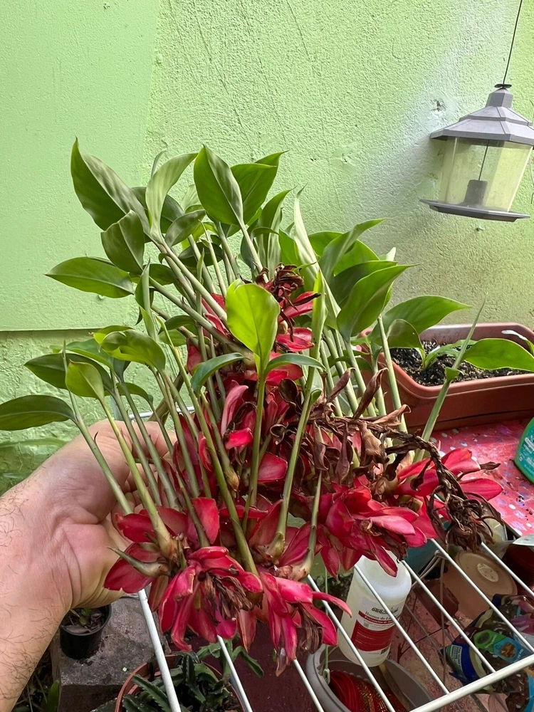 Red Ginger Live Plant - Alpinia Purpurata Tropical Houseplant - Image 6