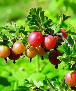 Red Gooseberry Live Plant – Fruit Bush Starter – 6" Tall Bareroot - Image 2