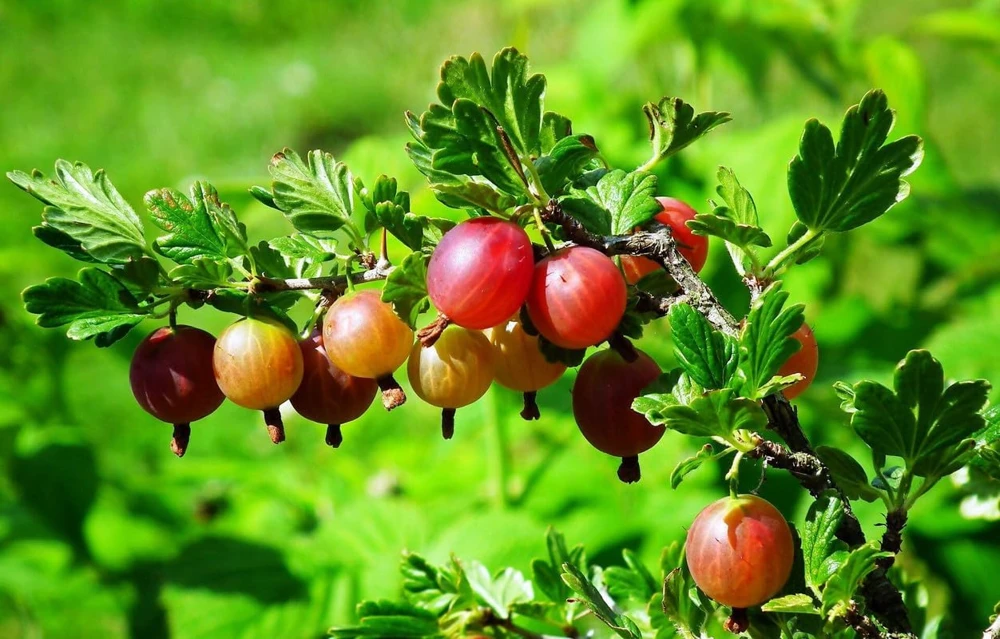 Red Gooseberry Live Plant – Fruit Bush Starter – 6" Tall Bareroot - Image 2