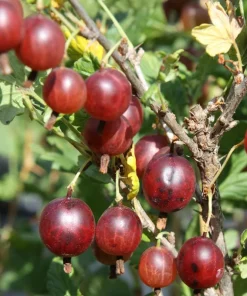 Red Gooseberry Live Plant – Fruit Bush Starter – 6
