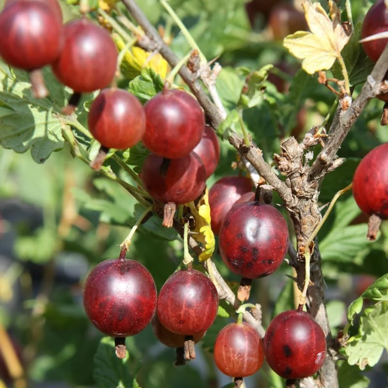 Red Gooseberry Live Plant – Fruit Bush Starter – 6" Tall Bareroot - Image 3