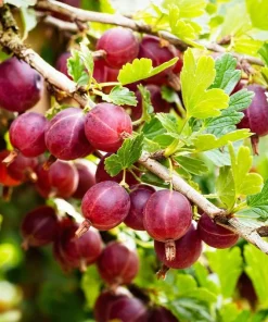 Red Gooseberry Live Plant – Fruit Bush Starter – 6