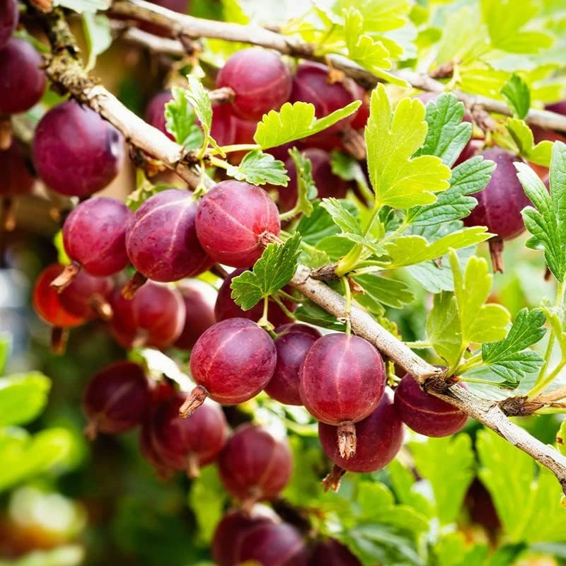 Red Gooseberry Live Plant – Fruit Bush Starter – 6" Tall Bareroot - Image 4