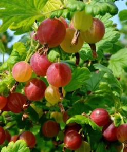 Red Gooseberry Live Plant – Fruit Bush Starter – 6
