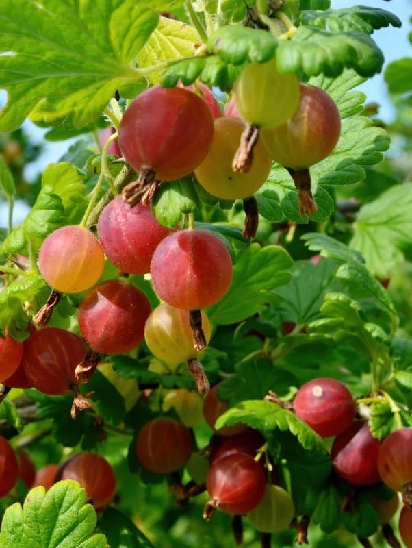 Red Gooseberry Live Plant – Fruit Bush Starter – 6" Tall Bareroot - Image 5