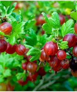 Red Gooseberry Live Plant – Fruit Bush Starter – 6