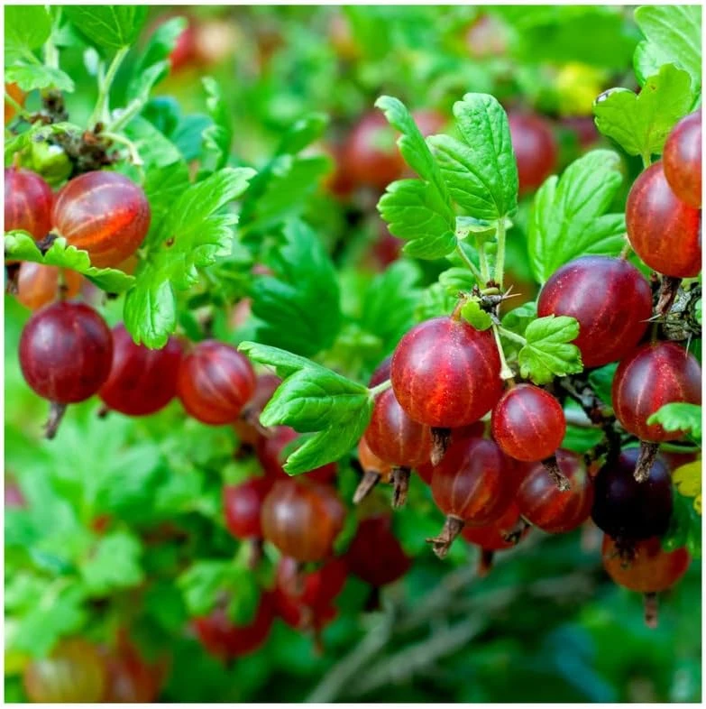 Red Gooseberry Live Plant – Fruit Bush Starter – 6" Tall Bareroot - Image 6