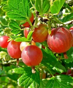 Red Gooseberry Live Plant – Fruit Bush Starter – 6" Tall Bareroot - Image 1
