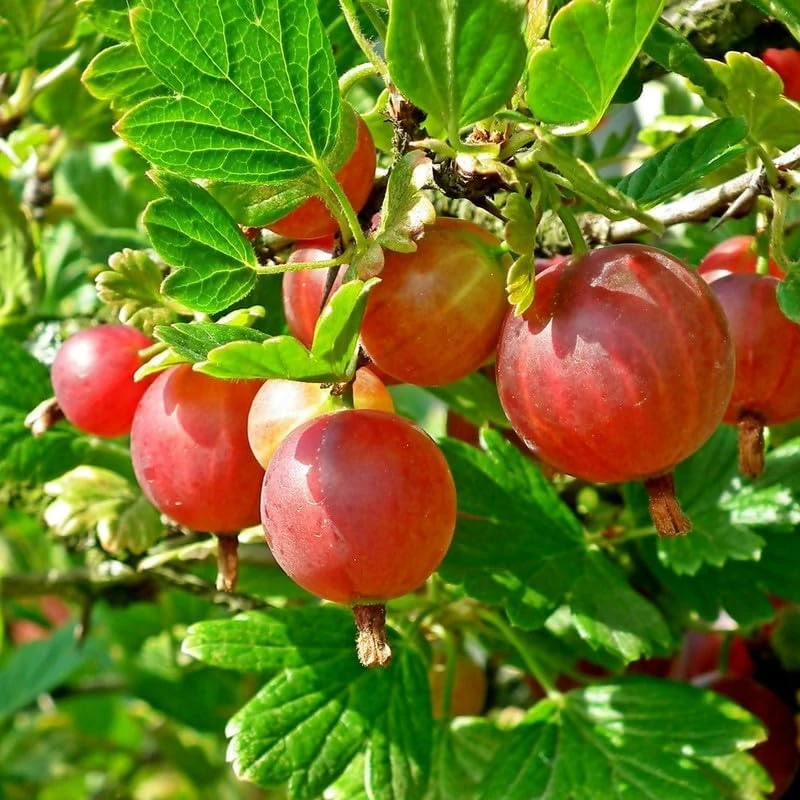 Red Gooseberry Live Plant – Fruit Bush Starter – 6" Tall Bareroot - Image 1