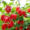Red Habanero Pepper Seeds - 50 Hot Capsicum Chinense Vegetable Seeds for Planting - Image 1