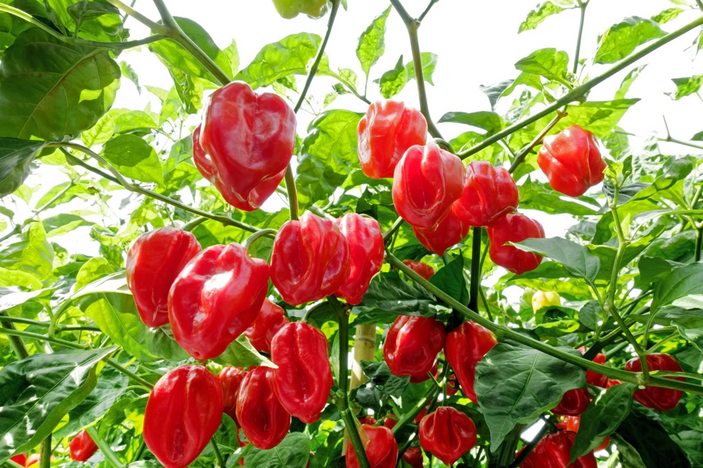 Red Habanero Pepper Seeds - 50 Hot Capsicum Chinense Vegetable Seeds for Planting - Image 1