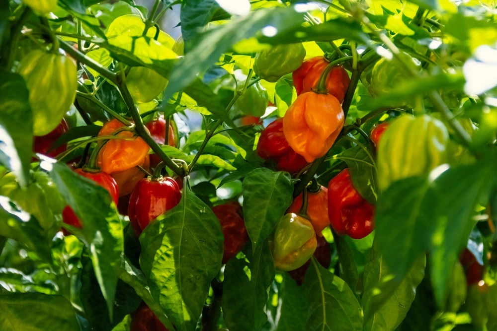 Red Habanero Pepper Seeds - 50 Hot Capsicum Chinense Vegetable Seeds for Planting - Image 4