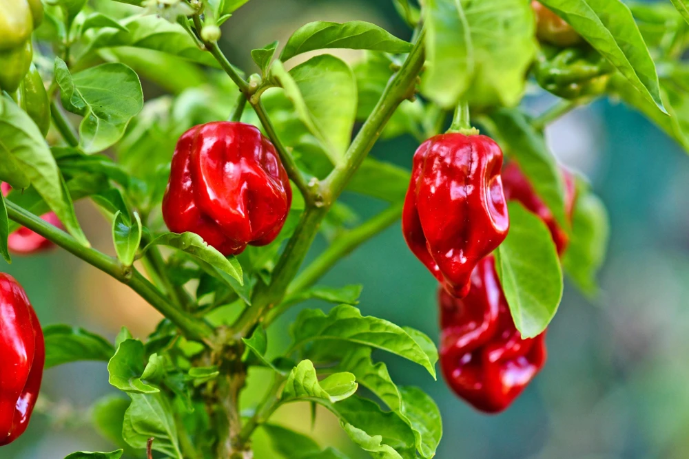 Red Habanero Pepper Seeds - 50 Hot Capsicum Chinense Vegetable Seeds for Planting - Image 6