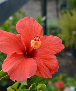 Red Hibiscus Live Plant 2-Pack (5-9