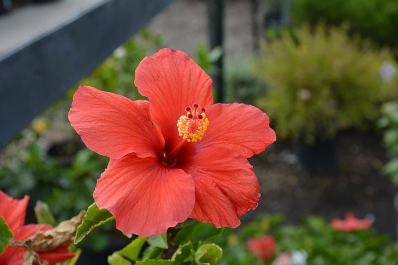 Red Hibiscus Live Plant 2-Pack (5-9") - Tropical Scarlet Blooms for Patio & Garden - Image 2