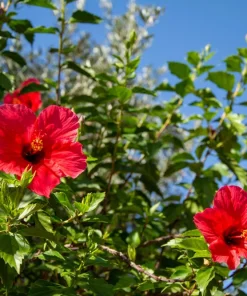 Red Hibiscus Live Plant 2-Pack (5-9