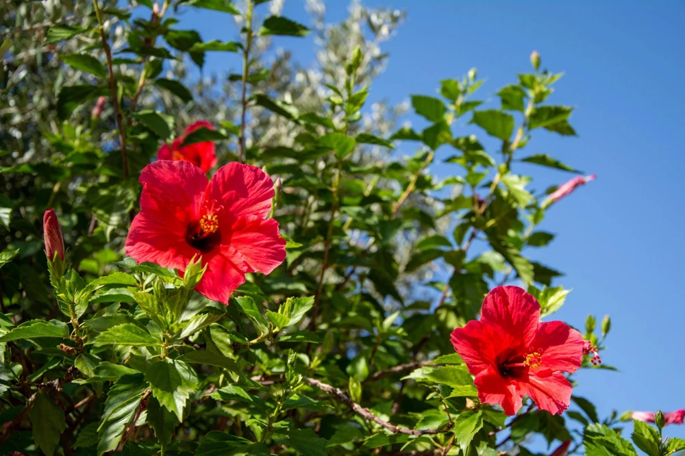 Red Hibiscus Live Plant 2-Pack (5-9") - Tropical Scarlet Blooms for Patio & Garden - Image 3