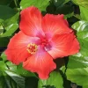 Red Hibiscus Live Plant 2-Pack (5-9") - Tropical Scarlet Blooms for Patio & Garden - Image 1