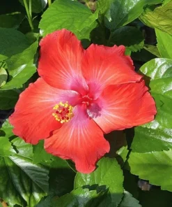 Red Hibiscus Live Plant 2-Pack (5-9