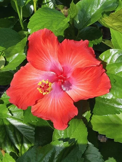 Red Hibiscus Live Plant 2-Pack (5-9") - Tropical Scarlet Blooms for Patio & Garden - Image 1