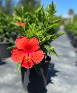 Red Hibiscus Live Plant 2-Pack (5-9