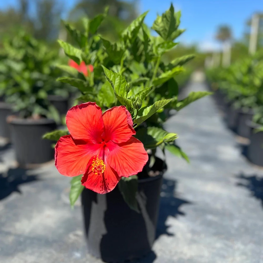 Red Hibiscus Live Plant 2-Pack (5-9") - Tropical Scarlet Blooms for Patio & Garden - Image 4