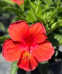 Red Hibiscus Live Plant 2-Pack (5-9