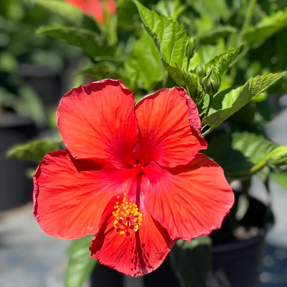 Red Hibiscus Live Plant 2-Pack (5-9") - Tropical Scarlet Blooms for Patio & Garden - Image 5