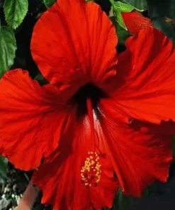 Red Hibiscus Live Plant 2-Pack (5-9