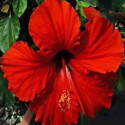 Red Hibiscus Live Plant 2-Pack (5-9") - Tropical Scarlet Blooms for Patio & Garden - Image 6