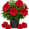 Red Hibiscus Live Plant 4-6 Inch Tall – Tropical Shrub for Outdoors - Image 1