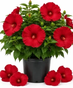 Red Hibiscus Live Plant 4-6 Inch Tall – Tropical Shrub for Outdoors - Image 1