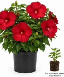 Red Hibiscus Live Plant 4-6 Inch Tall – Tropical Shrub for Outdoors - Image 2
