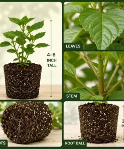 Red Hibiscus Live Plant 4-6 Inch Tall – Tropical Shrub for Outdoors - Image 3