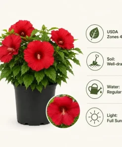 Red Hibiscus Live Plant 4-6 Inch Tall – Tropical Shrub for Outdoors - Image 5