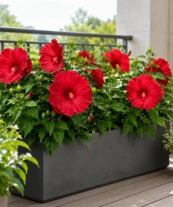 Red Hibiscus Live Plant 4-6 Inch Tall – Tropical Shrub for Outdoors - Image 6