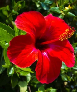 Red Hibiscus Live Plant, Hardy Tropical Shrub, 4-8 Inch Tall - Image 3