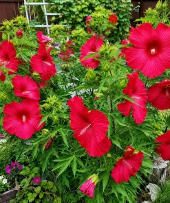 Red Hibiscus Live Plant - Hardy Tropical Shrub, 4-8 Inch Tall - Image 4