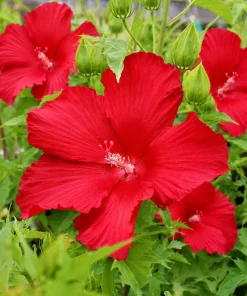 Red Hibiscus Live Plant - Hardy Tropical Shrub, 4-8 Inch Tall - Image 5