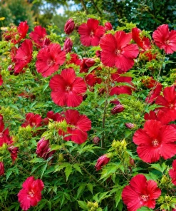 Red Hibiscus Live Plant - Hardy Tropical Shrub, 4-8 Inch Tall - Image 6