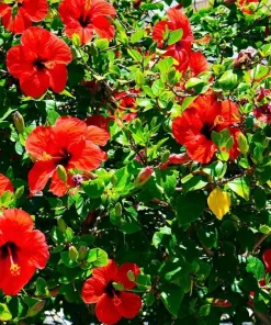 Red Hibiscus Live Plant, Hardy Tropical Shrub, 4-8 Inch Tall - Image 7