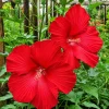 Red Hibiscus Live Plant - Hardy Tropical Shrub, 4-8 Inch Tall - Image 1