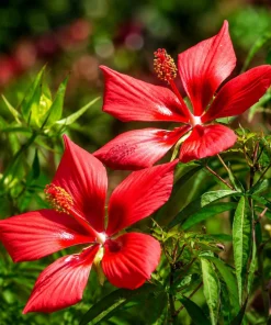 Red Hibiscus Live Plant Set of 2, Texas Tropical Shrub, 4-8 Inch Tall - Image 3