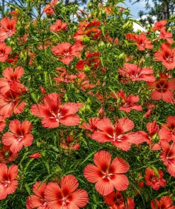 Red Hibiscus Live Plant Set of 2, Texas Tropical Shrub, 4-8 Inch Tall - Image 6