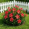 Red Hibiscus Live Plant Set of 2, Texas Tropical Shrub, 4-8 Inch Tall - Image 1