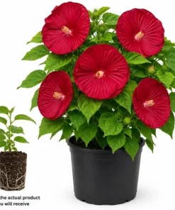Red Hibiscus Live Plant Tropical Flowering, 4-6 Inch Tall for Garden & Patio - Image 2