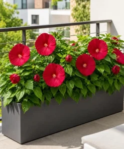 Red Hibiscus Live Plant Tropical Flowering, 4-6 Inch Tall for Garden & Patio - Image 6
