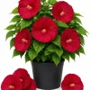 Red Hibiscus Live Plant Tropical Flowering, 4-6 Inch Tall for Garden & Patio - Image 1