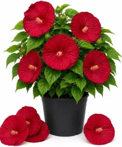 Red Hibiscus Live Plant Tropical Flowering, 4-6 Inch Tall for Garden & Patio - Image 1